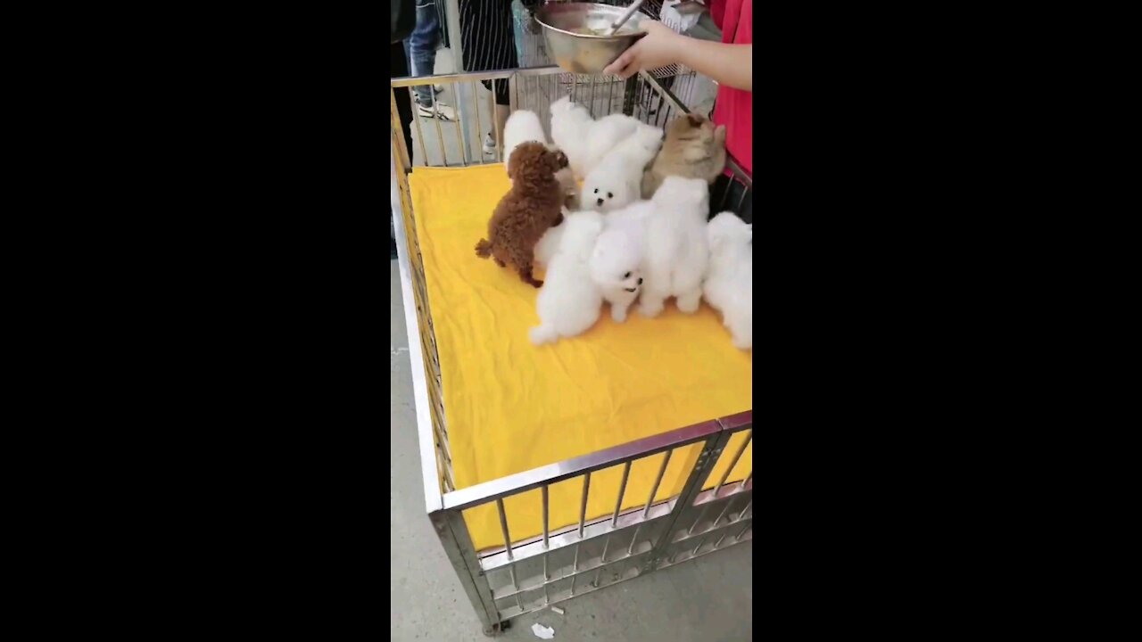 Most Cutest Fluffy Puppies Ever