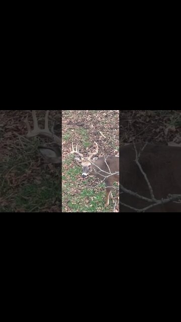 Whitetails Are So Tough! What Do You Think Happened?