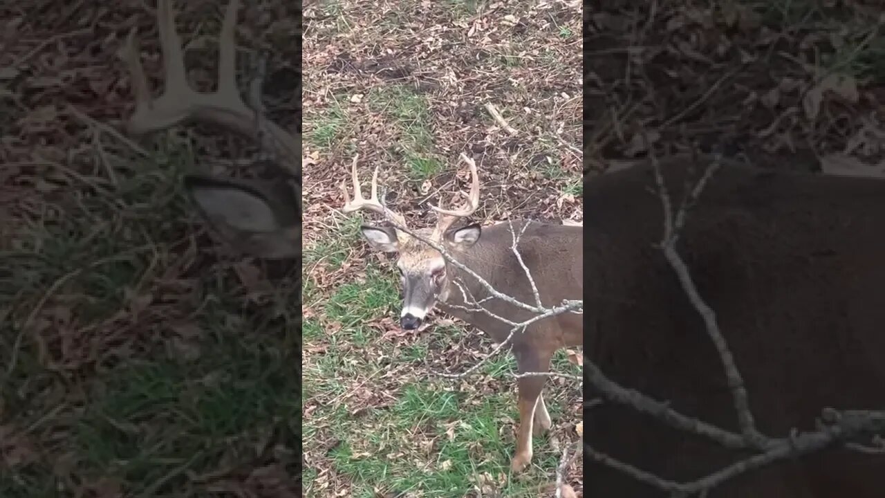 Whitetails Are So Tough! What Do You Think Happened?