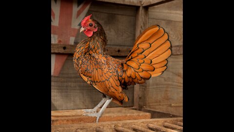 Beautiful sebright chicken