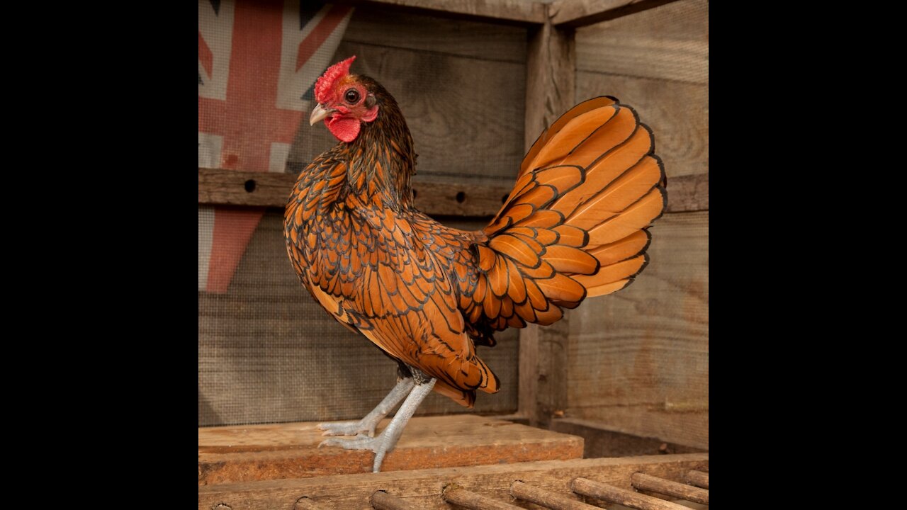 Beautiful sebright chicken