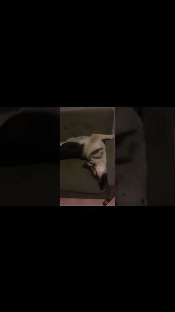 Does This Look Comfortable To You? #shorts