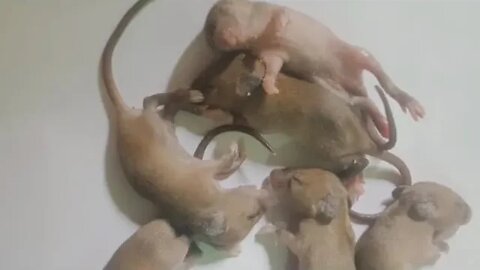 Rat is Very Dangerous Animal