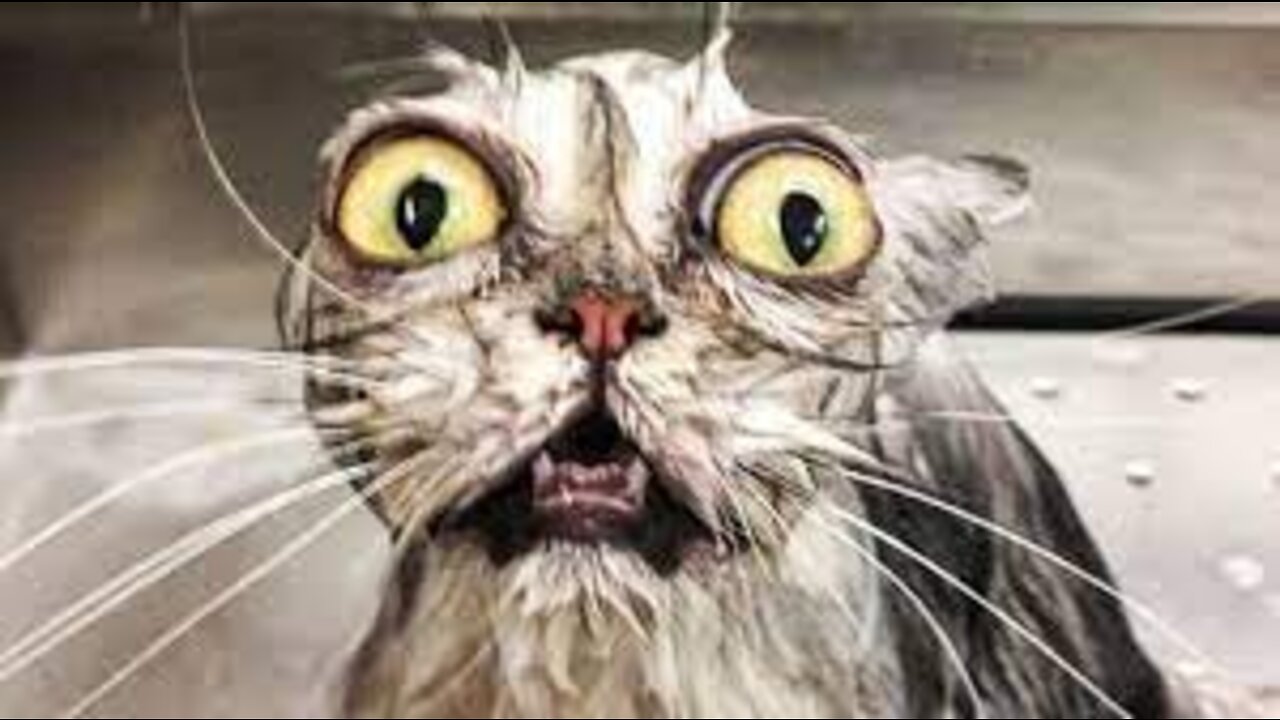 Funniest 🐶 Dogs and 😻 Cats - Awesome Funny Pet Animals Videos