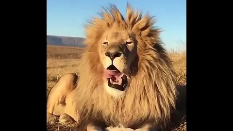 The king in the morning