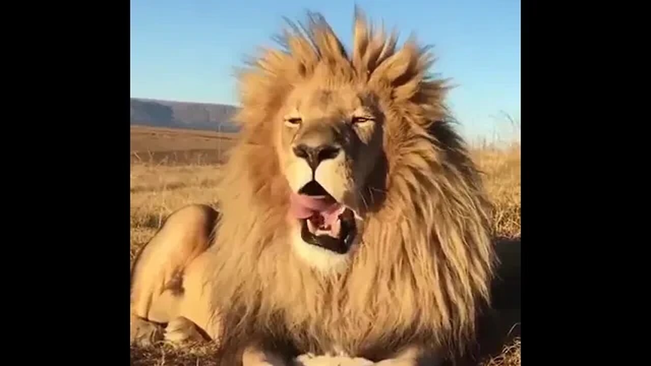 The king in the morning