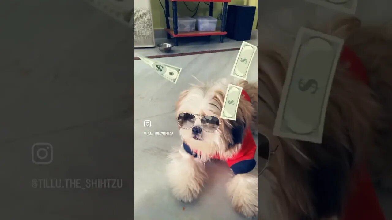 #dog #shorts #fun #doglover #cute #shihtzu #reels #funny #ytshorts #youtubeshorts #trending #youtube