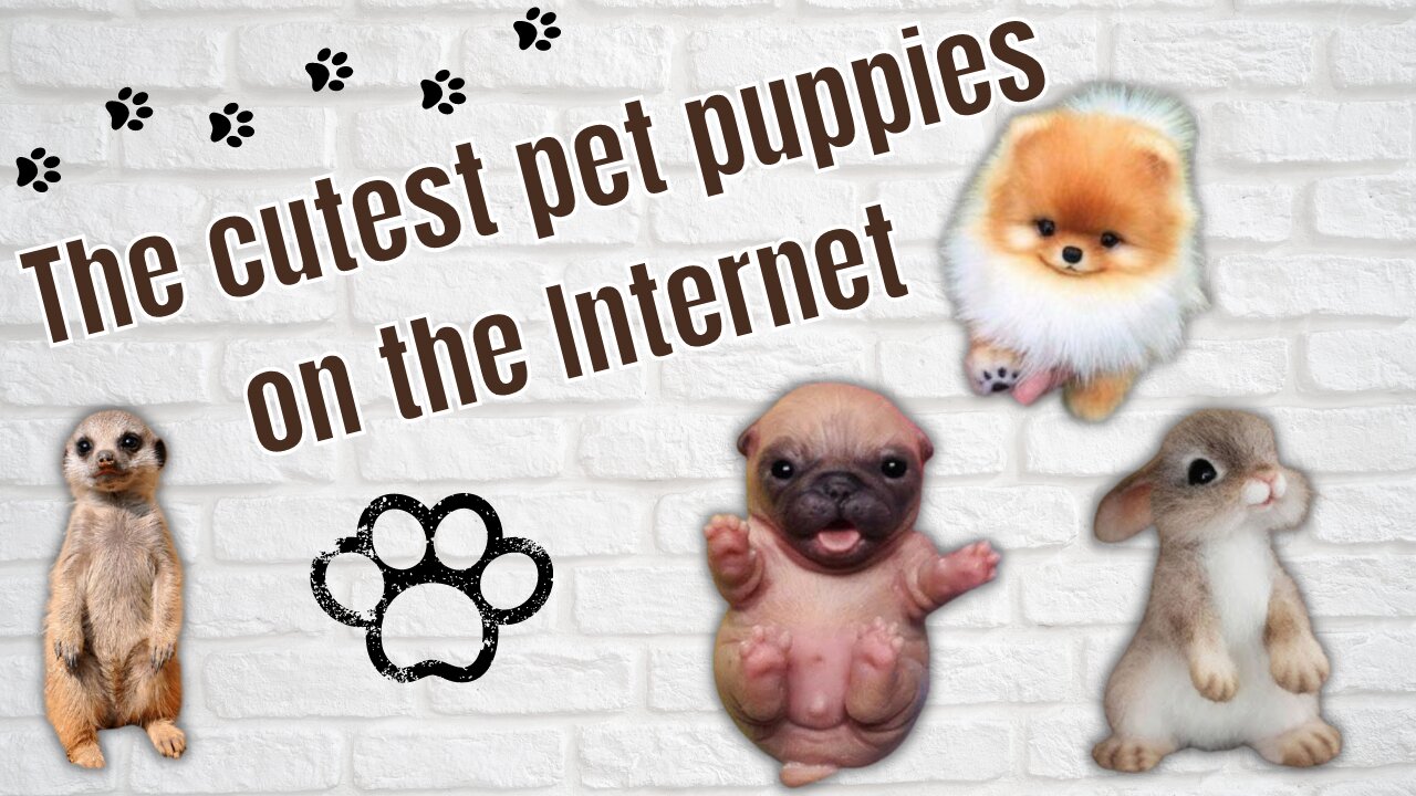 The cutest pet puppies on the Internet