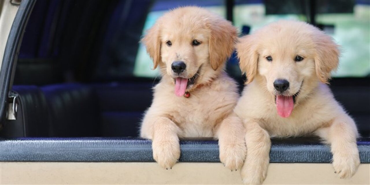 funny fights of the little puppies