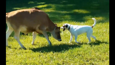 Caw & Dog Best Friend