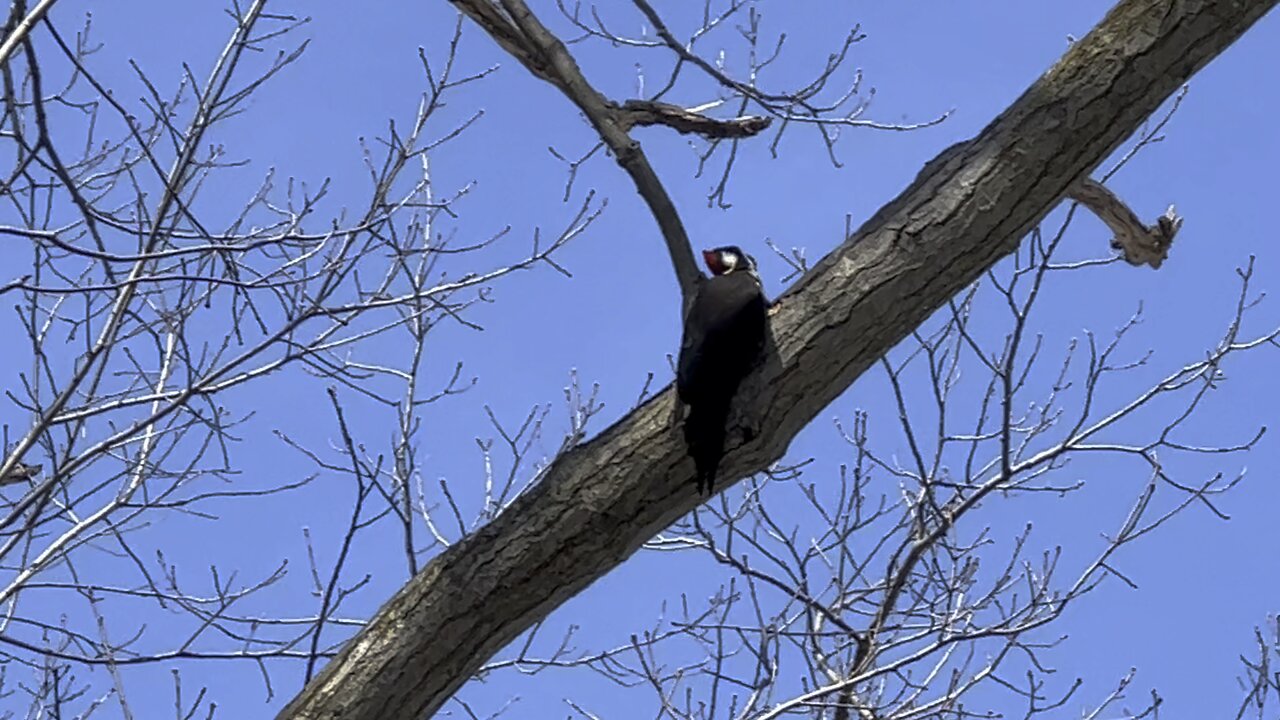 Pileated Wood Pecker find something?