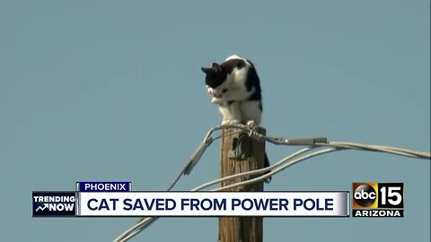 Top stories: Cat stuck on pole; deadly wrong-way crash arrest