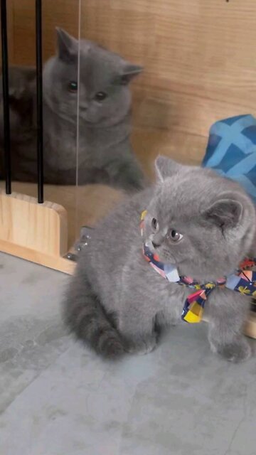 Cat punch by mistake