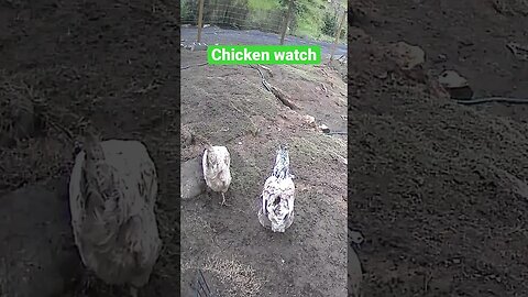 Farm cameras monitoring chickens
