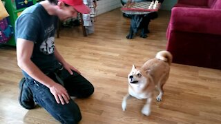 Shiba Inu excited to swim in pool