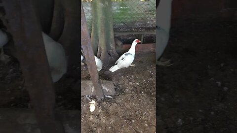 BIRD GANG CHILLING IN THE PENITENTIARY