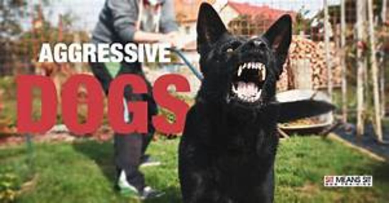 How To Make Dog Become Fully Aggressive With Few Simple Tips