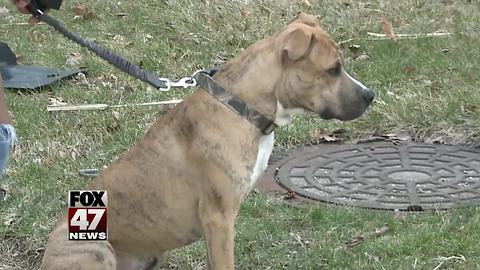 Michigan Senate: Leave the pit bulls alone