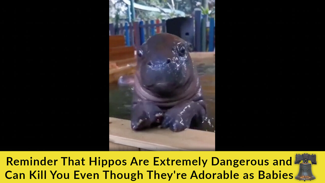 Reminder That Hippos Are Extremely Dangerous and Can Kill You Even Though They're Adorable as Babies