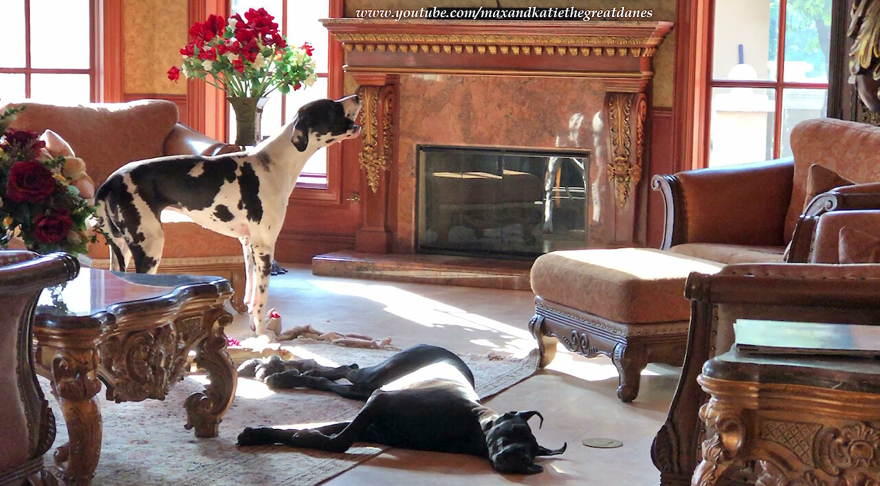 Great Dane Ignores Hilarious Howling Harlequin Brother Dog