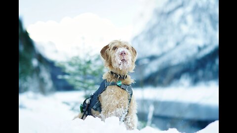 🐶 Funny And Cute 😸 Animals Vol. 1️⃣7️⃣