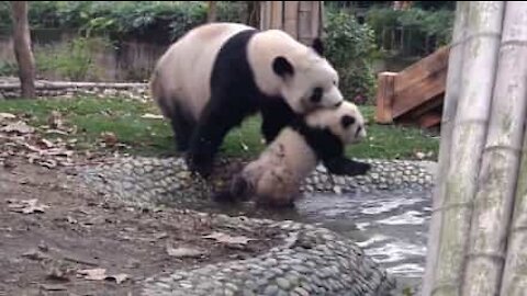 Mamma panda obbliga il bebè a fare il bagnetto