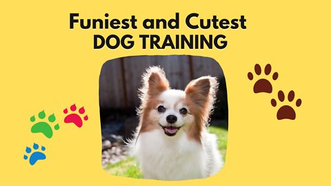Funniest and Cutest Dog Training