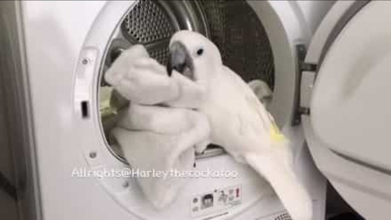 Cacatua ajuda a tirar roupa lavada da máquina