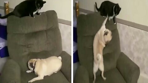 Cute puppy and cat are fighting for sofa