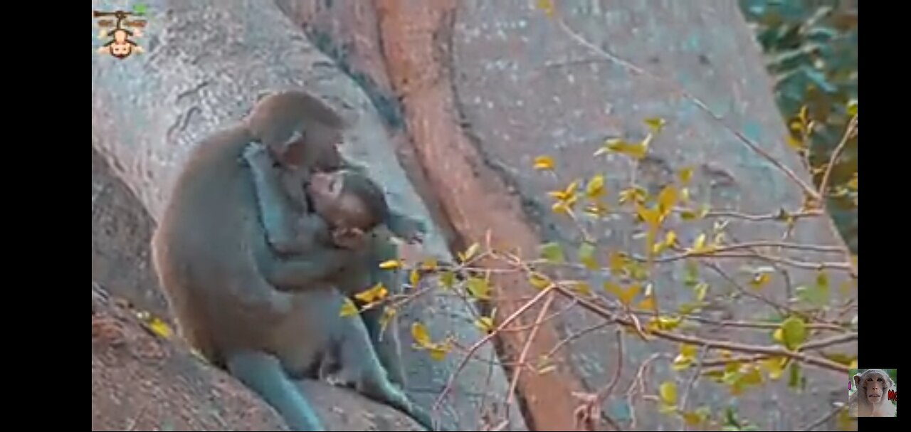 Monkey funny videos animals fun