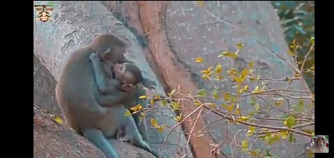 Monkey funny videos animals fun