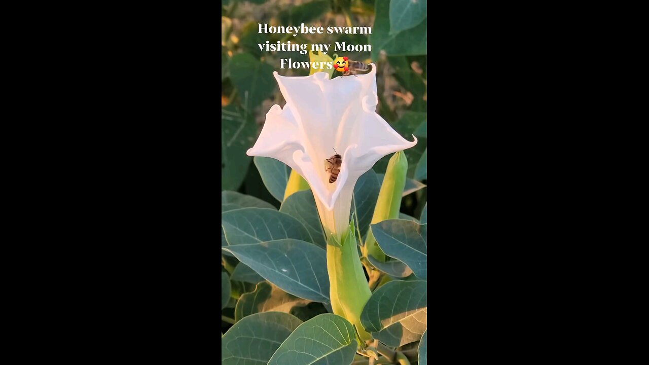 Honeybee Moonflower Swarm