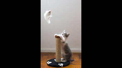 Cute & Funny Animal Clip | Very Satisfying | Funny Animal Clip