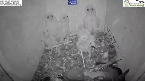 Must watch the dramatic ending Wild pigeon lays egg in active barn owl next to 7barn owl nestlings