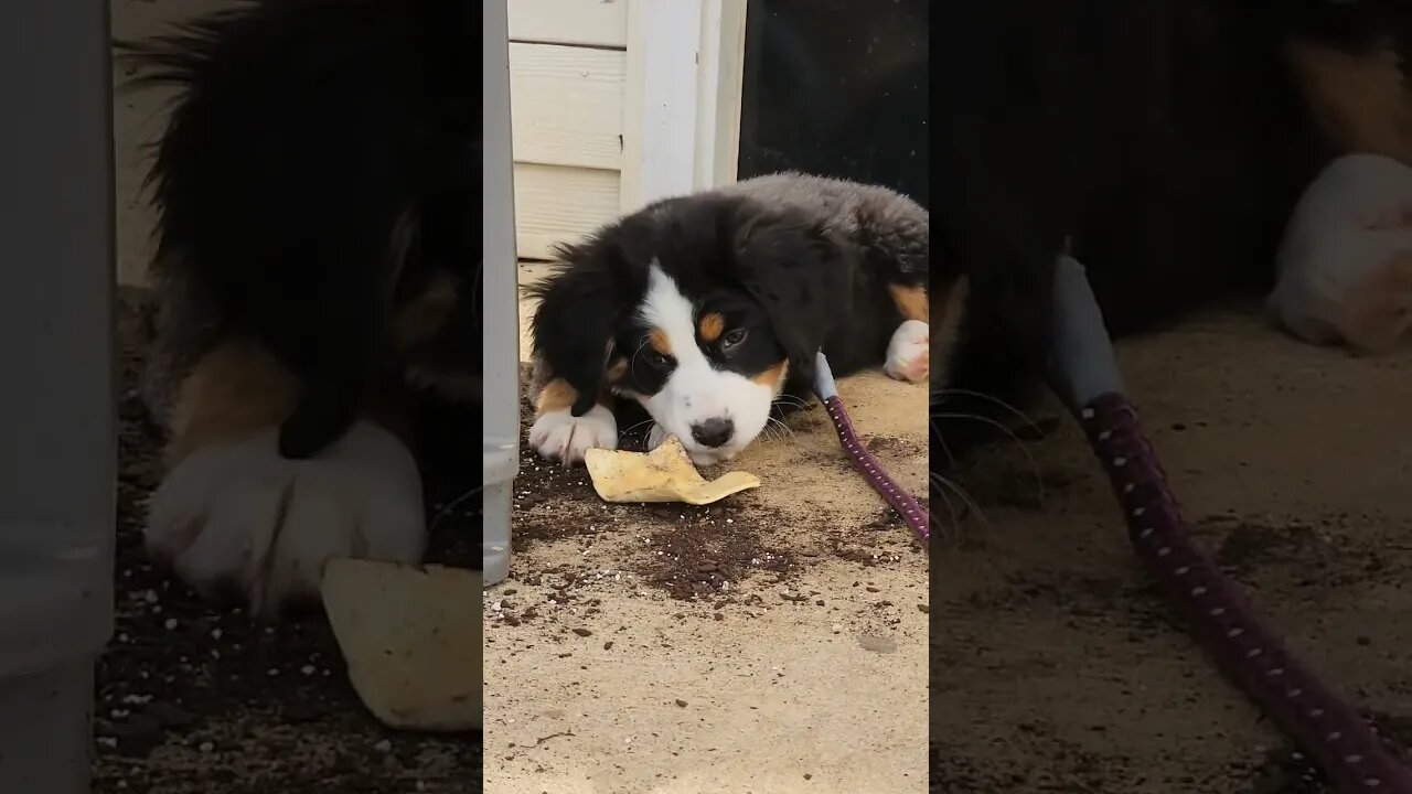 Cute Bernese Mountain Dog Puppy!