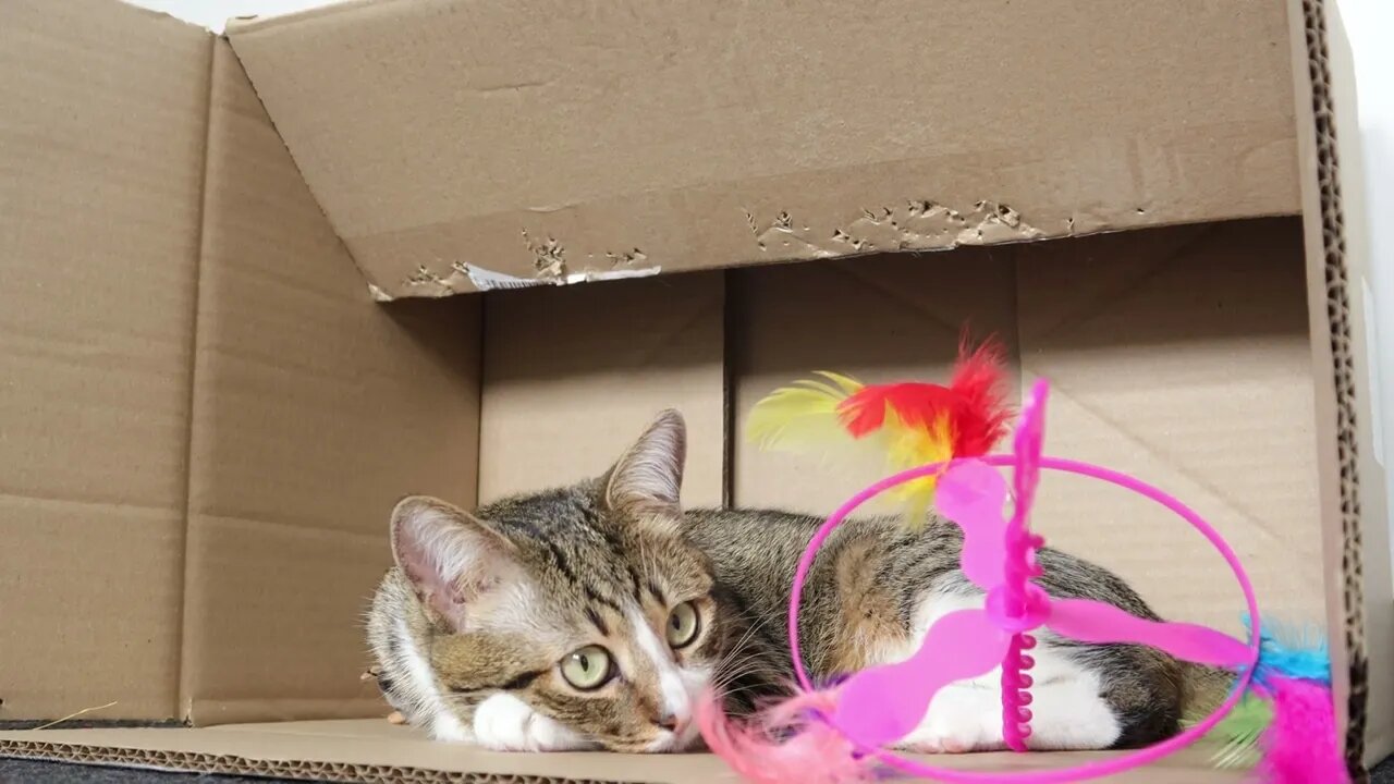 Cute Tabby Cat Sits in a Box with His Toys