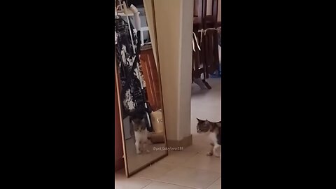 The cat running from the mirror 🤣🤣