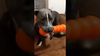 my favorite toy #shorts #einsteinsbackyard #short #dogtoy #dog #pitbulls #arizona #shortvideo #pets