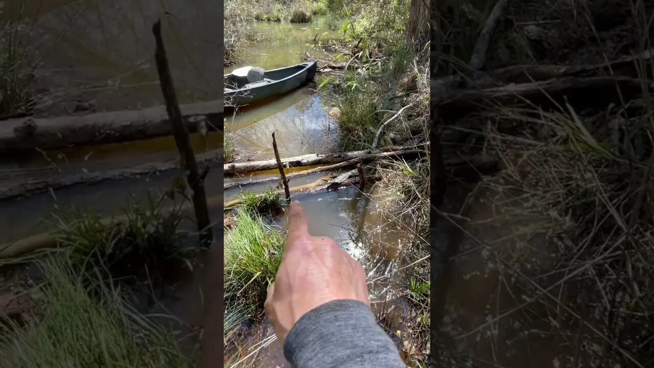 Beaver trapping 330 tip