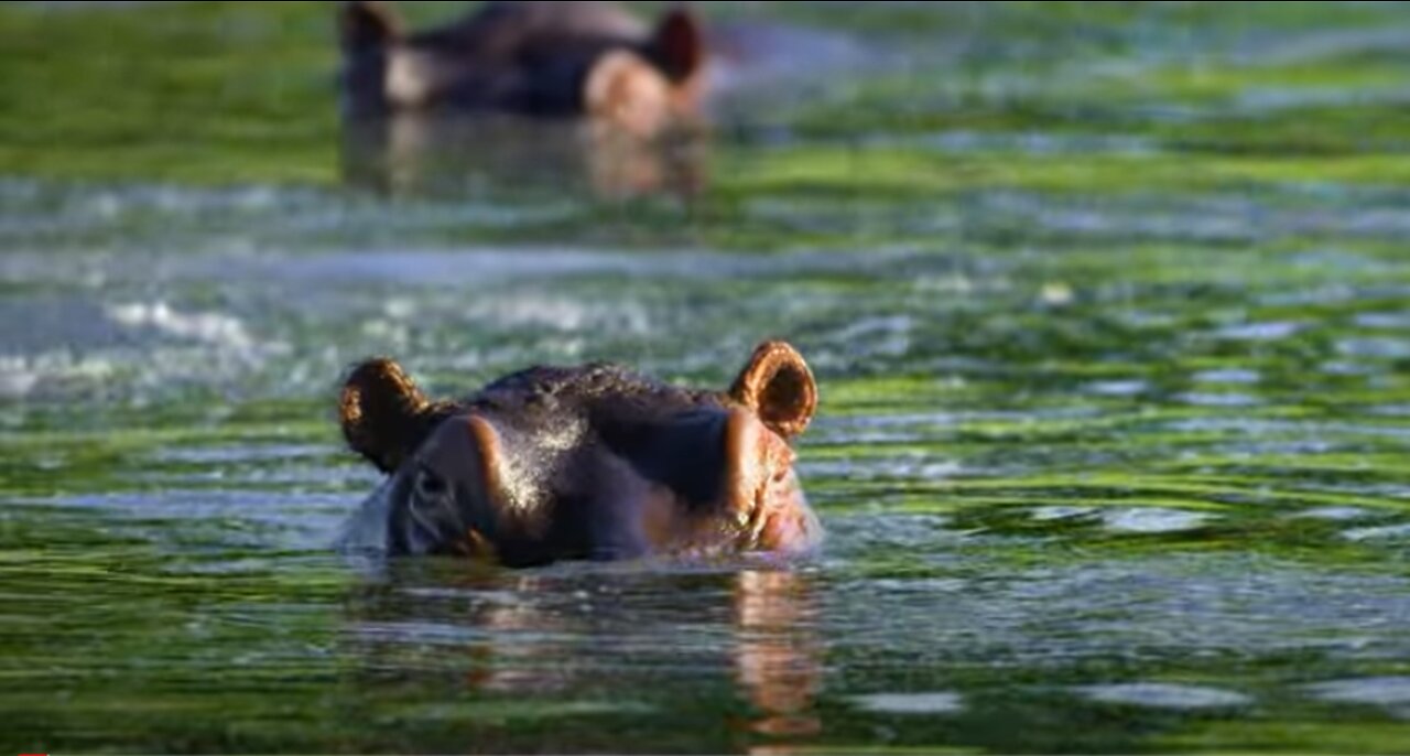 Hippos Peaking Out of the Water