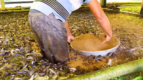 EXTREME FISH FARMING - Feeding millions of fishes in the backyard!