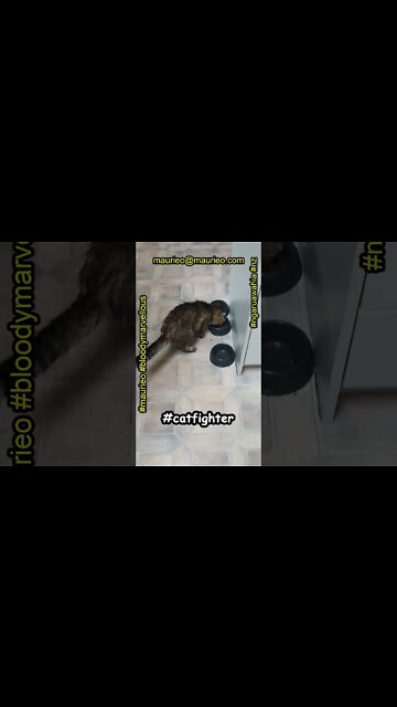 #maurieo #shorts NIKKI "FERAL KITTEN" SEES OPPONENT OFF THE PROPERTY