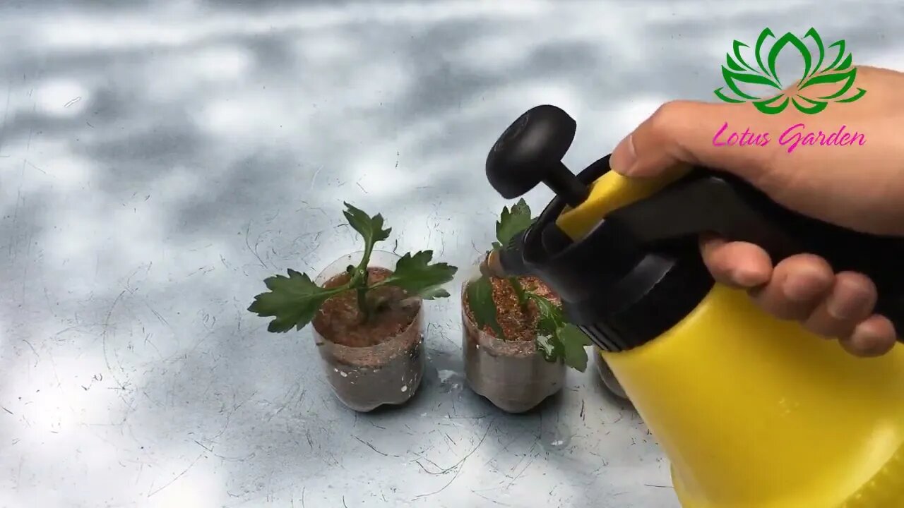 How to grow yellow chrysanthemum from cuttings