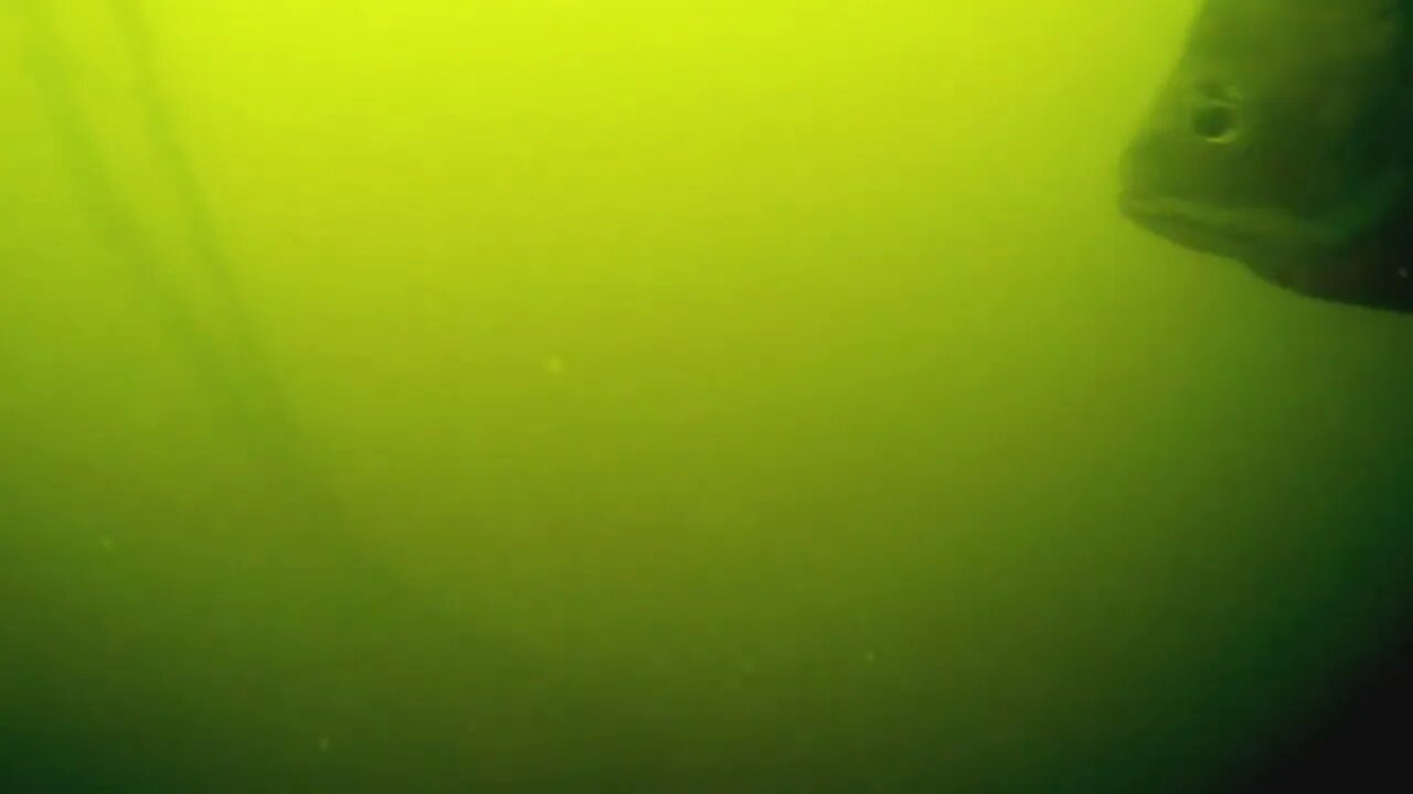 Jackson Pond Fishing and underwater footage