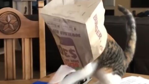 Funny Cat video with a cat with it's head in a bag!!