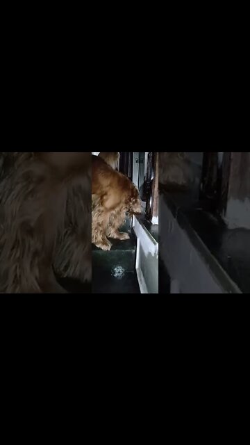 #dogshow , #amimals , #dogs , #shorts