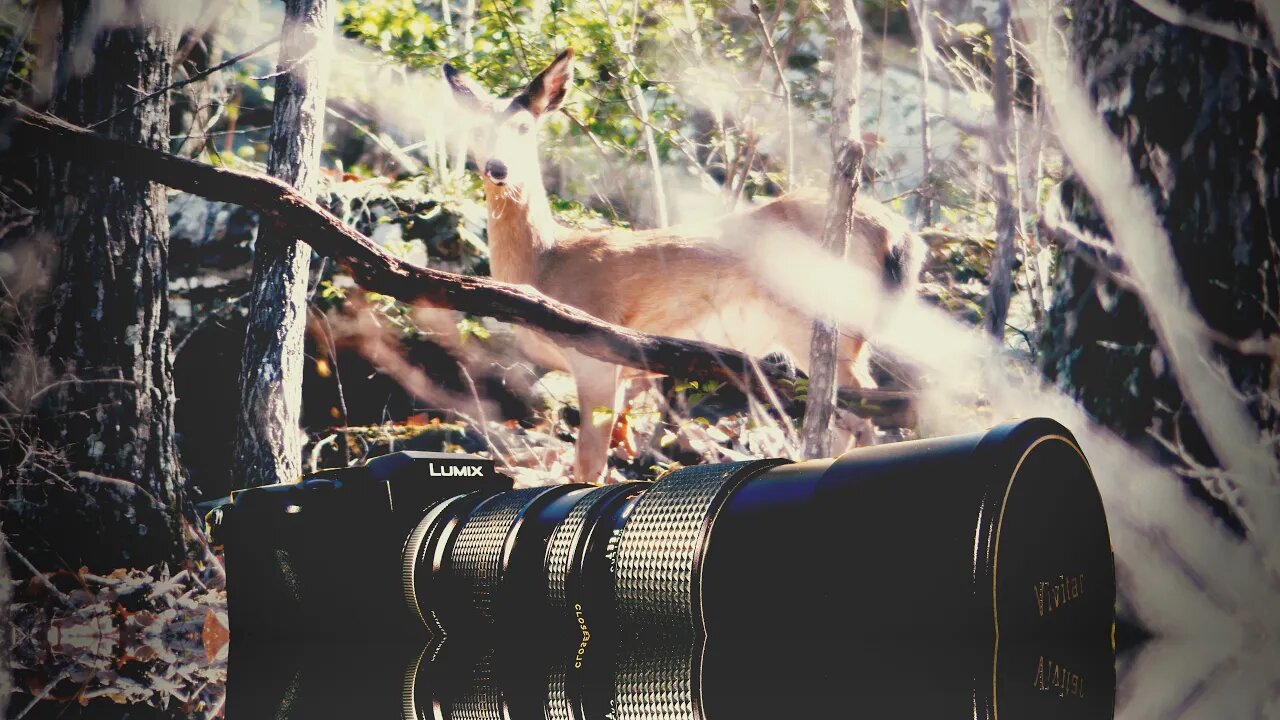 Deer spotted on a Hike