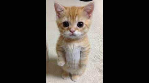 cute kitten videos short cats