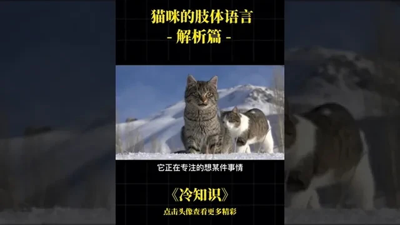 Cold # popular science knowledge cat body language you