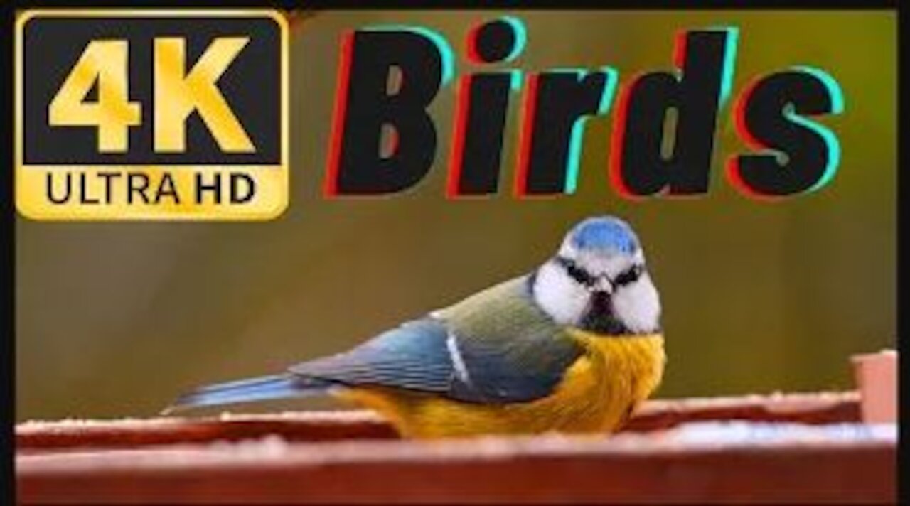 Most Beautiful Bird in the world || Which bird is most beautiful in the world | vmex official